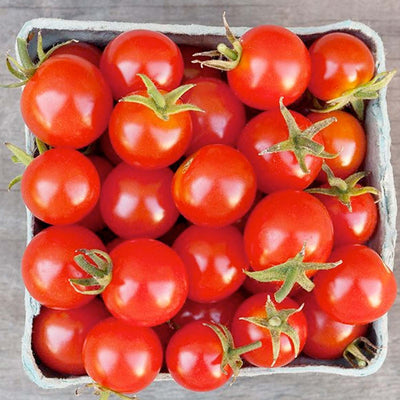 Large Red Cherry - 1 Gallon