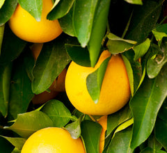 Grapefruit 'Rio Red' Standard - 5 Gallon