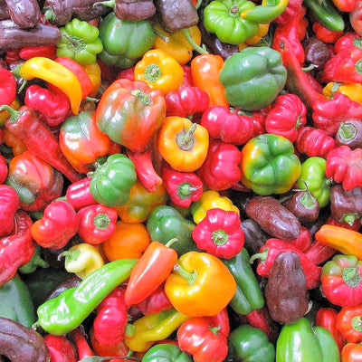 Romanian Rainbow - 4" Pot