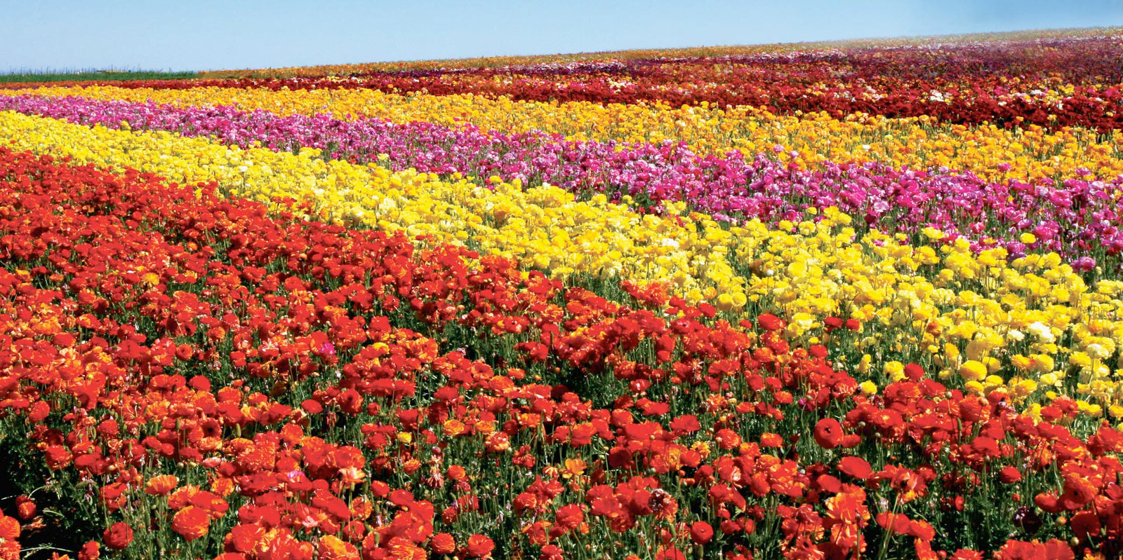 Live Rose Bushes For Sale Orange County Nursery – Roger's Gardens
