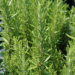 Rosemary 'BBQ' - 4