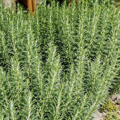 Rosemary 'Arp' - 4