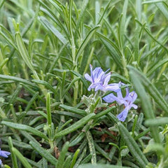 Rosemary 'Blue Spire' - 4