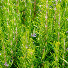 Rosemary 'Goriza' - 4