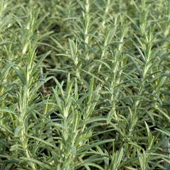 Rosemary 'Hill Hardy' - 4