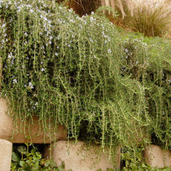 Rosemary 'Huntington Carpet' - 4