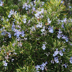 Rosemary 'Romero' - 4