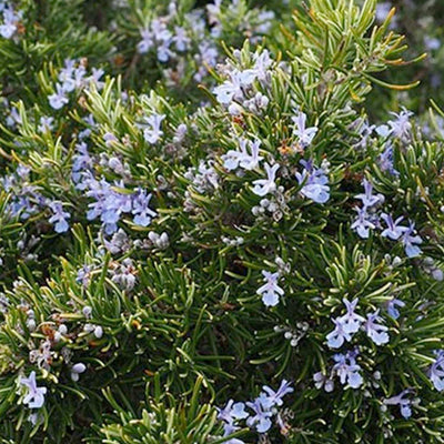 Rosemary 'Romero' - 4" Pot