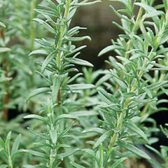 Rosemary 'Shish Kabob' - 4
