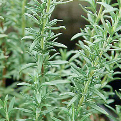 Rosemary 'Shish Kabob' - 4" Pot