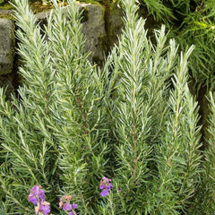 Rosemary 'Spice Island' - 4