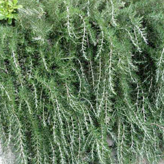 Rosemary 'Trailing' - 4