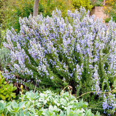 Rosemary 'Tuscan Blue' - 4
