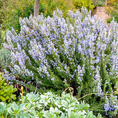Rosemary 'Tuscan Blue' - 4" Pot