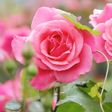 Live Rose Bushes For Sale Orange County Nursery – Roger's Gardens
