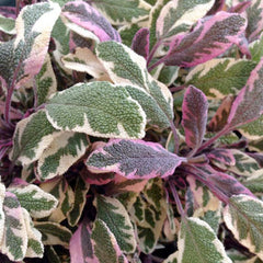 Sage 'Tri Color' - 4
