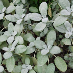 Sage 'Bergaarten' - 4