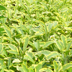 Sage 'Golden' - 4