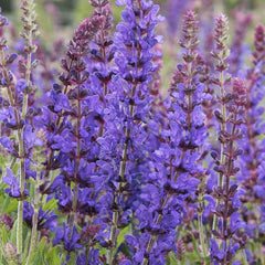 Sage 'Purple' - 4