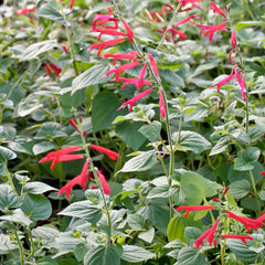 Sage 'Tangerine' - 4