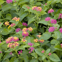 LANTANA 'TEENIE GEENIE' - BUSH LANTANA - 2 GALLON