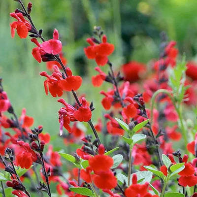 Salvia 'Royal Bumble'