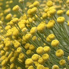 Santolina 'Green' - 4