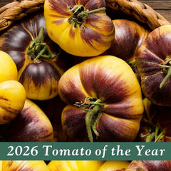 Sart Roloise - 1 Gallon