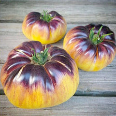 Sart Roloise - 1 Gallon