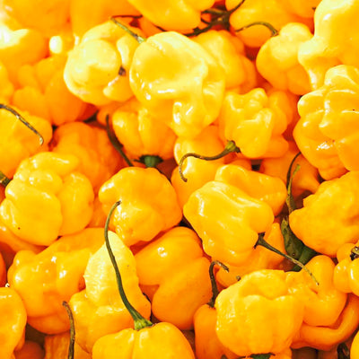 Scotch Bonnet Yellow - 4" Pot