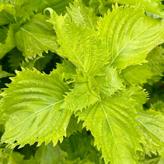 Shiso 'Green' - 4