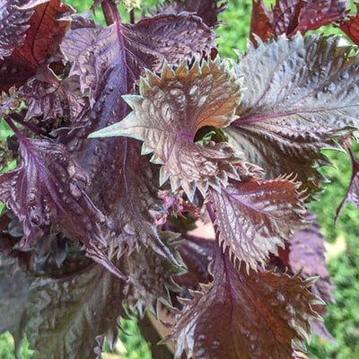 Shiso 'Red' - 4" Pot