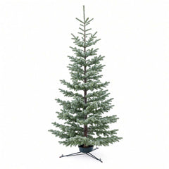 Premium Silvertip Fir 10-11 Ft