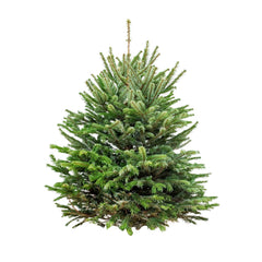 Premium Noble Fir 2-3Ft<br>(Shipping Only)