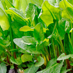 Sorrel 'French' - 4