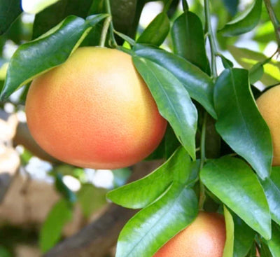 Grapefruit 'Star Ruby' Standard - 5 Gallon