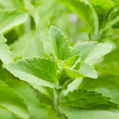 Stevia - 4