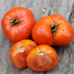 Sweet Scarlet - Dwarf - 4
