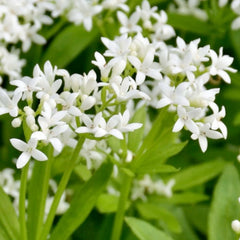 Sweet Woodruff - 4