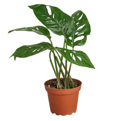 Monstera 'Swiss Cheese' - 4"