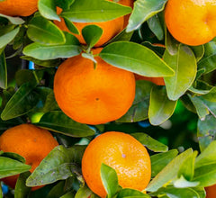 Mandarin 'Tango' Semi-Dwarf - 25 Gallon