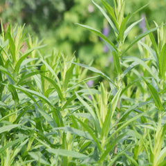 Tarragon 'Russian' - 4