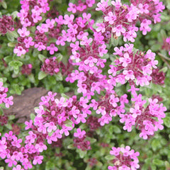 Thyme 'Creeping Red' - 4