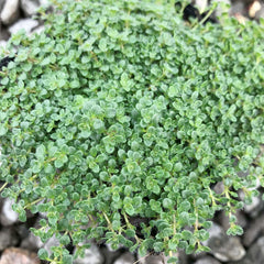 Thyme 'Elfin' - 4