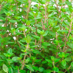 Thyme 'English' - 4