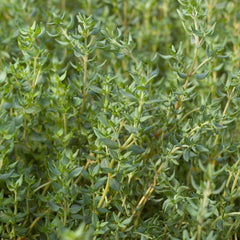 Thyme 'French' - 4