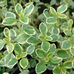 Thyme 'Lemon' - 4