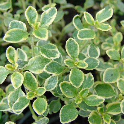 Thyme 'Lemon' - 4" Pot