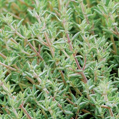 Thyme 'Orange' - 4" Pot