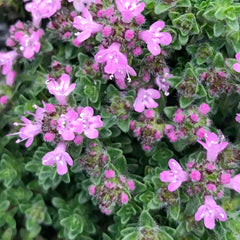 Thyme 'Pink Chintz' - 4